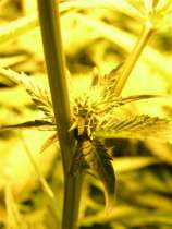 Sativa Seedbank Cannabis Sativa Slang