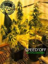 Seedbleed Speed'Off