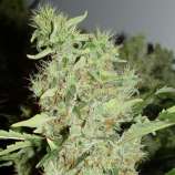 Seeds66 Bubble G