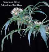 Seedsman Colombian Red Haze