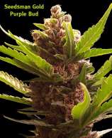 Seedsman Purple Bud