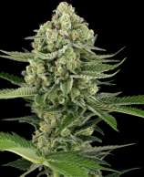 Sensi Seeds Candy Buds Automatic