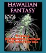 SnowHigh Seeds Hawaiian Fantasy