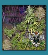 SnowHigh Seeds Purple African Haze