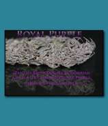 SnowHigh Seeds Royal Purple