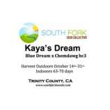 South Fork Seed Collective Kaya's Dream