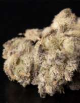 Swamp Donkey Seeds Purple Frost Monster