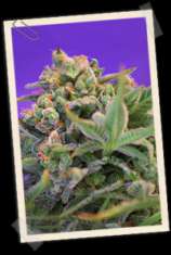 Sweet Seeds Sweet Cheese F1 Fast Version