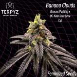 TerpyZ Mutant Genetics Banana Clouds