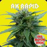 The Moon Seeds AK Rapid
