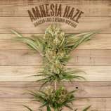 The Plant Amnesia Haze