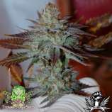 Trichome Jungle Seeds Larry Smurf