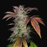 United Cannabis Seeds Animal Gelato