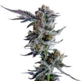 United Cannabis Seeds Apple Fritter