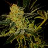 United Cannabis Seeds Blue Dream