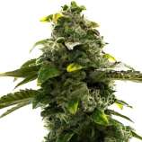 United Cannabis Seeds CBD Black Diesel