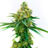 United Cannabis Seeds CBD Harlequin