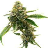 United Cannabis Seeds CBD White Widow