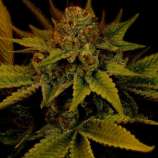 United Cannabis Seeds G13