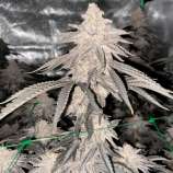 United Cannabis Seeds Mac One
