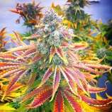 United Cannabis Seeds Rainbow Kush Autoflower