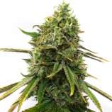 United Cannabis Seeds Strawberry Cough