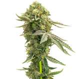 United Cannabis Seeds White Fire OG