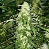 United Cannabis Seeds White Russian