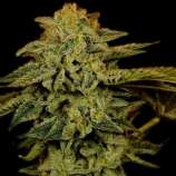 United Cannabis Seeds White Widow