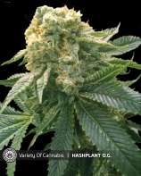 Variety of Cannabis Hashplant OG