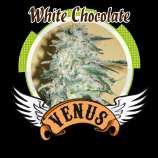 Venus Genetics White Chocolate
