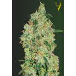 Victory Seeds Green White Shark