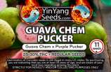 Yin Yang Seeds Guava Chem Pucker