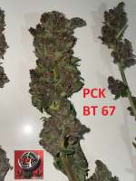 ACE Seeds Pakistan Chitral Kush - photo made by Snooky