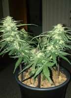 Advanced Seeds Auto Black Diesel - photo made by patchwork