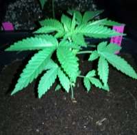 African Seeds Durban Poison - photo made by Wiji30