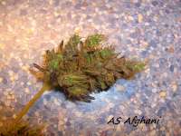 Alpine-Seeds Afghani Landrasse - photo made by Stamina