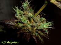 Picture from Stamina (Afghani Landrasse)