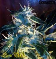 Alpine-Seeds OG.Kush-LemonLarry x ECSD BX1 - photo made by Weedlife