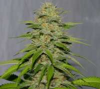 Picture from alpineseeds1 (Victory Kush)