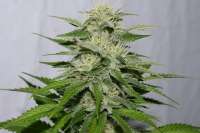 Picture from alpineseeds1 (Victory Kush)