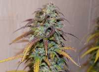 Auto Seeds Dreamberry - photo made by DonaldFagan