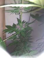 Picture from goleiodohiphop (Red Skunk Auto)