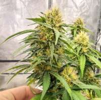 Picture from BSVGenetics (Yummy Glue)