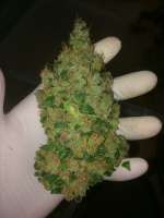 Picture from weeed (Vanilla Kush)