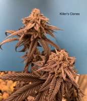 Beleaf Cannabis Love White Truffle - photo made by KillersClones