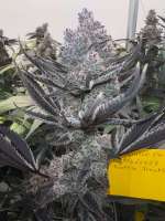 Beleaf Cannabis Truffle Treats - photo made by AcapulcoGold