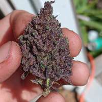 Picture from Bipolarbear420 (Purple Pono)
