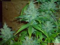 Picture from JAHJAHChildren (Blue Cheese)