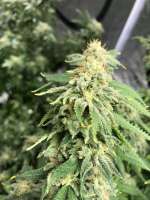 Big Buddha Seeds Cheese - photo made by goldgrows